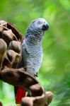 African Grey Parrot Stock Photo