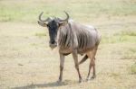 Blue Wildebeest In Tanzania Stock Photo