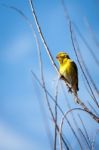 Canary (serinus Canaria) Perched On A Branch Stock Photo