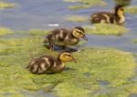 Young Chicks Of The Mallards Stock Photo