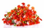 Red Peacock Flower Isolated On The White Background Stock Photo