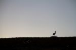 Silhouette Of A White Stork Over A Rooftop Stock Photo