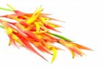 Orange Heliconia Stock Photo