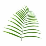 Palm Leaf Stock Photo