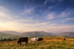 Cows On A Mountain Pasture. Autumn Hills Stock Photo