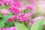 Pink Flowers With Beauty Stock Photo