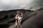 Mount Bromo Stock Photo