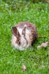 White Brown Rabbit In Grass Field Stock Photo