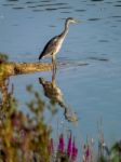 Grey Heron And Reflection Stock Photo