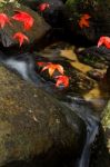 Maple Leaf In Stream Stock Photo