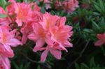 Flowers Rhododendron Stock Photo