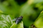 Black Fly Stock Photo