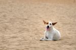 Dog In Beach Stock Photo