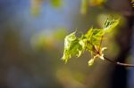 Spring Foliage. Young Green Leaves Stock Photo