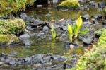 Yellow Skunk Cabbage (lysichiton Americanus) Stock Photo