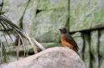 Fuengirola, Andalucia/spain - July 4 : White-rumped Shama (copsy Stock Photo