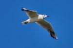 Seagull In Flight Stock Photo