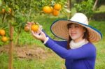 Gardener Girl Picking Fresh Orange Stock Photo