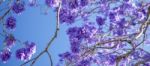 Colourful Blooming Jacaranda Tree Stock Photo