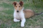 Collie Puppy Playing On The Green Grass Stock Photo