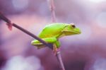 Dumpy Frogs, Dumpy Tree Frogs On Leaves Stock Photo