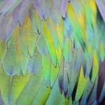 Nicobar Pigeon Feather Stock Photo