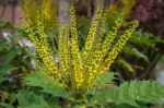 Mahonia X Media Charity  Flowering In Autumn In East Grinstead Stock Photo