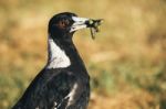 Australian Magpie Outdoors Stock Photo