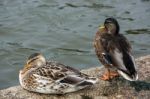 A Pair Of Mallards (anas Platyrhynchos) Stock Photo