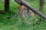 Siberian Tiger (panthera Tigris Altaica) Or Amur Tiger Stock Photo