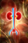 Kidney Stock Photo