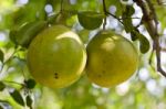 Grapefruit Farm Stock Photo