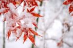 Red Fall Maple Tree Covered In Snow,south Korea Stock Photo