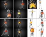 3d Rendering Illustration Of The Respiratort System Stock Photo