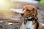 Portrait Of  Beagle Dog Outdoor Stock Photo