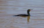 The Cormorant Stock Photo