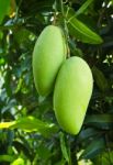 Green Mango Stock Photo