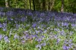 Bluebells In Staffhurst Woods Near Oxted Surrey Stock Photo