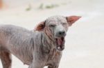 Thai Dog Sarcoptic Mange Stock Photo