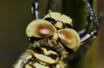 The Head Of A Dragonfly Stock Photo