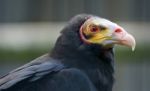 Close-up Of A Buzzard Stock Photo