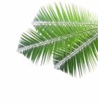 Palm Leaf Isolated On White Background Stock Photo