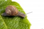 Snail On White Stock Photo