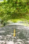 Tree Natural Tunnel On Asphalt Road Stock Photo