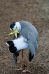 Fuengirola, Andalucia/spain - July 4 : Masked Lapwing (vanellus Stock Photo