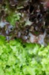 Healthy Fresh Vegetable Ingredients Displayed Stock Photo