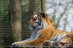 Siberian Tiger (panthera Tigris Altaica) Stock Photo