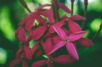 Close Up Red And Pink Flowers Stock Photo