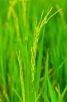 Spikelet Of Rice Stock Photo