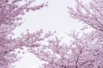 Cherry Blossom With Soft Focus, Sakura Season In Korea,background Stock Photo